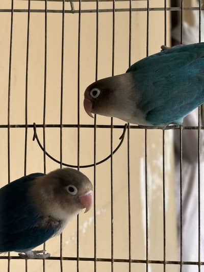 Pair for sale