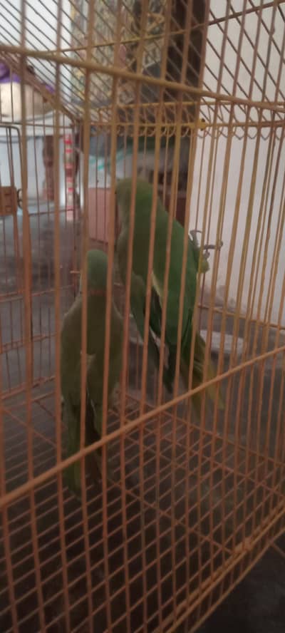 Beautiful and healthy parrot available for sale. 03493857239