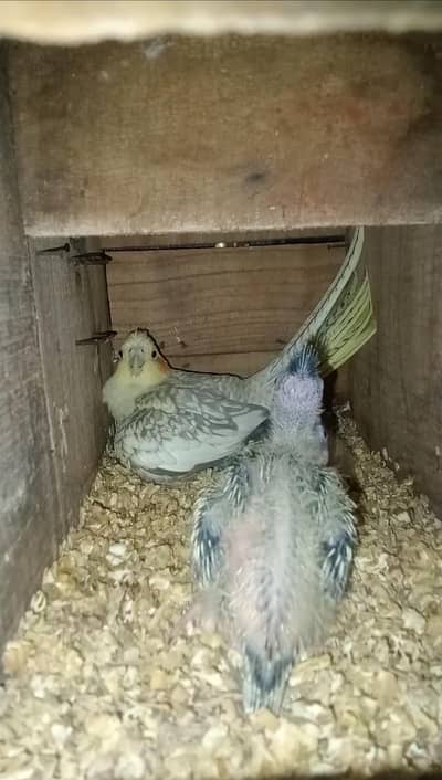 Cocktails chicks Available
