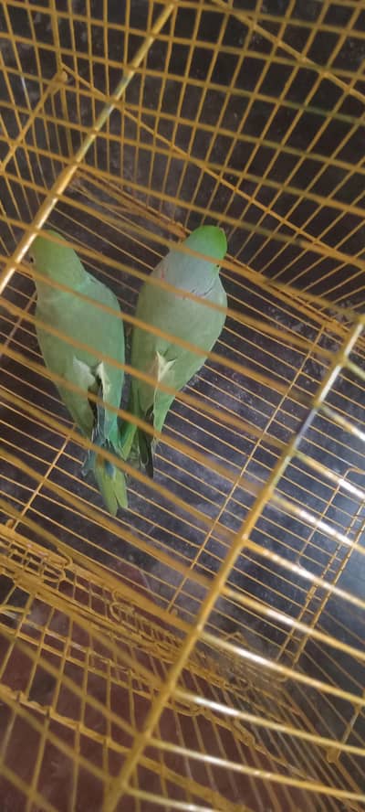 Beautiful and healthy parrot available for sale. 03493857239