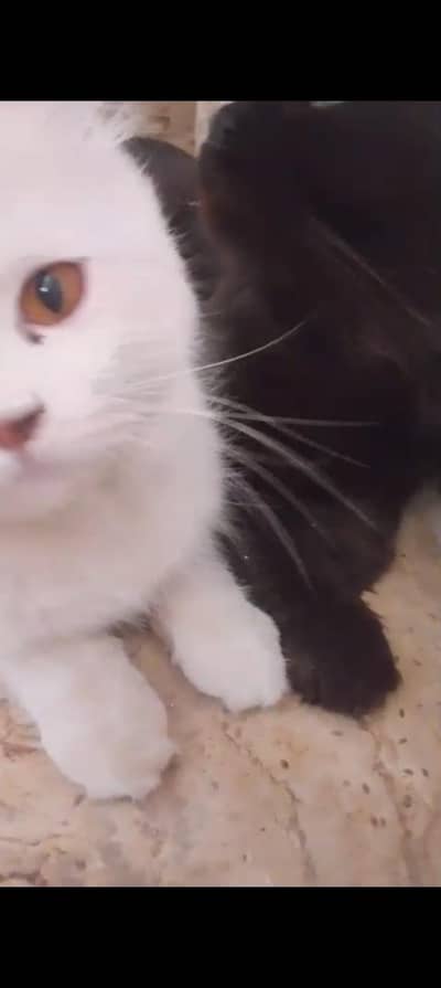 Persian cats