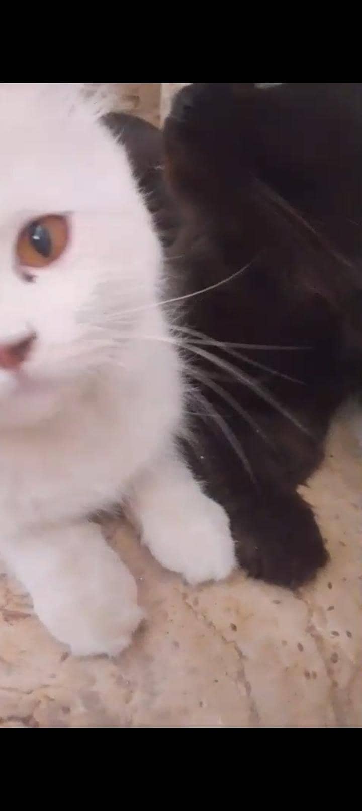 Persian cats 0