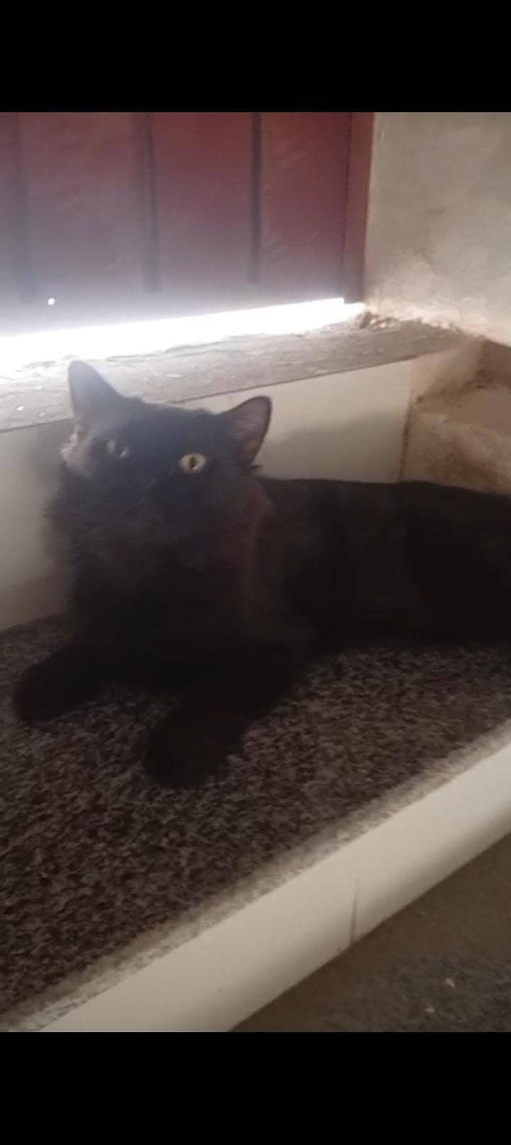 Persian cats 1