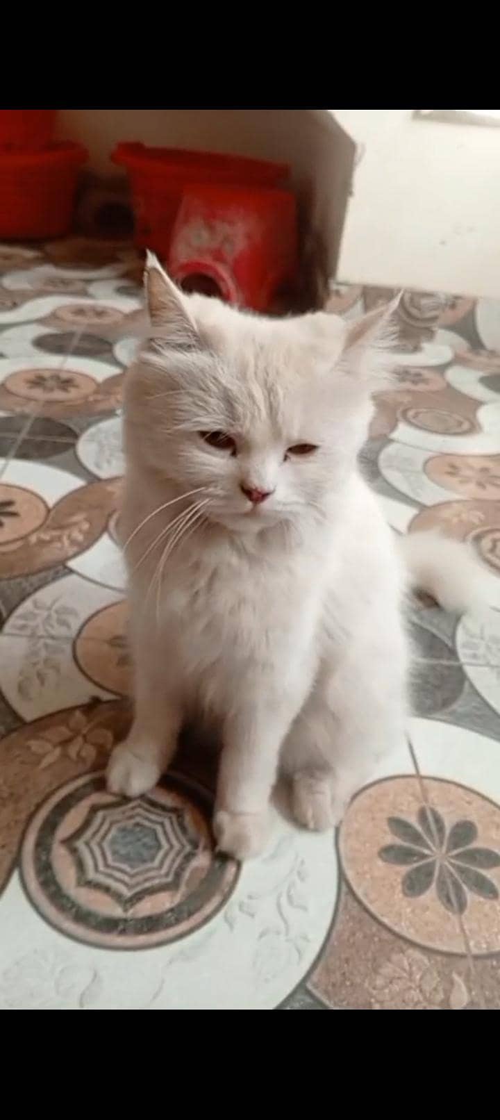 Persian cats 2