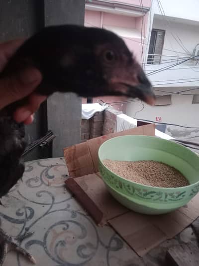 Pure burmi aseel patha for sale