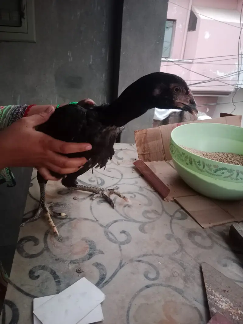 Pure burmi aseel patha for sale — photo 2