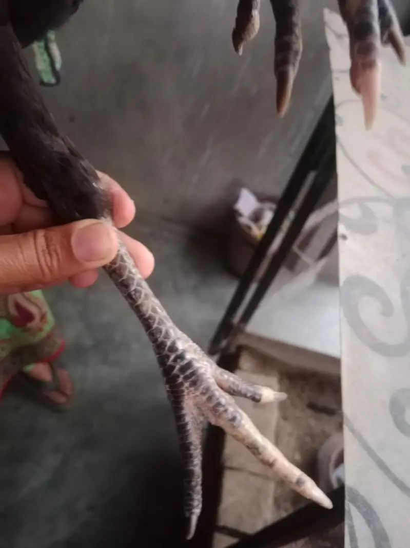 Pure burmi aseel patha for sale — photo 4