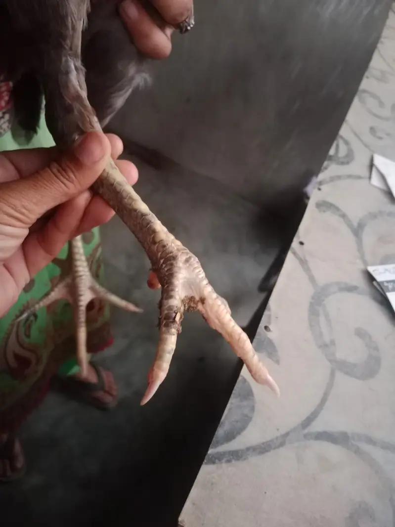 Pure burmi aseel patha for sale — photo 5