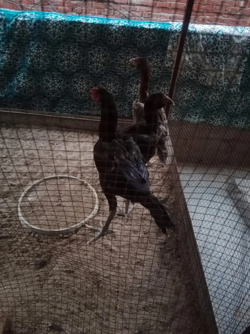 Pure burmi aseel patha for sale — photo 8