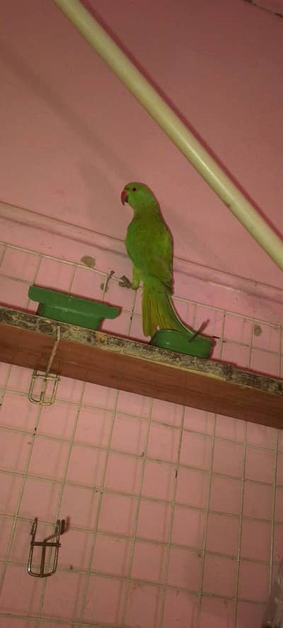 parrot for sale