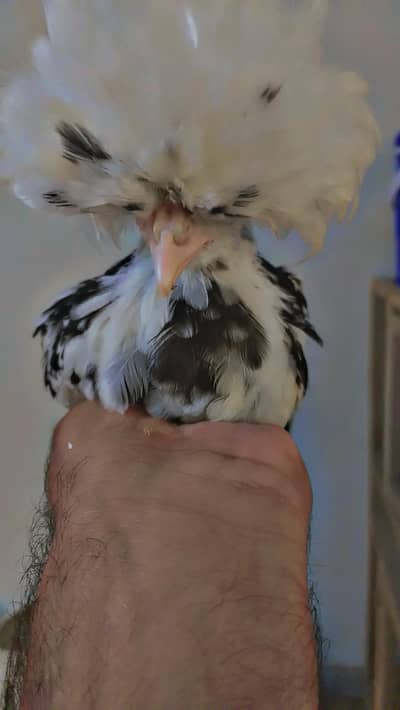 Molted polish age 3 months best quality chicks.