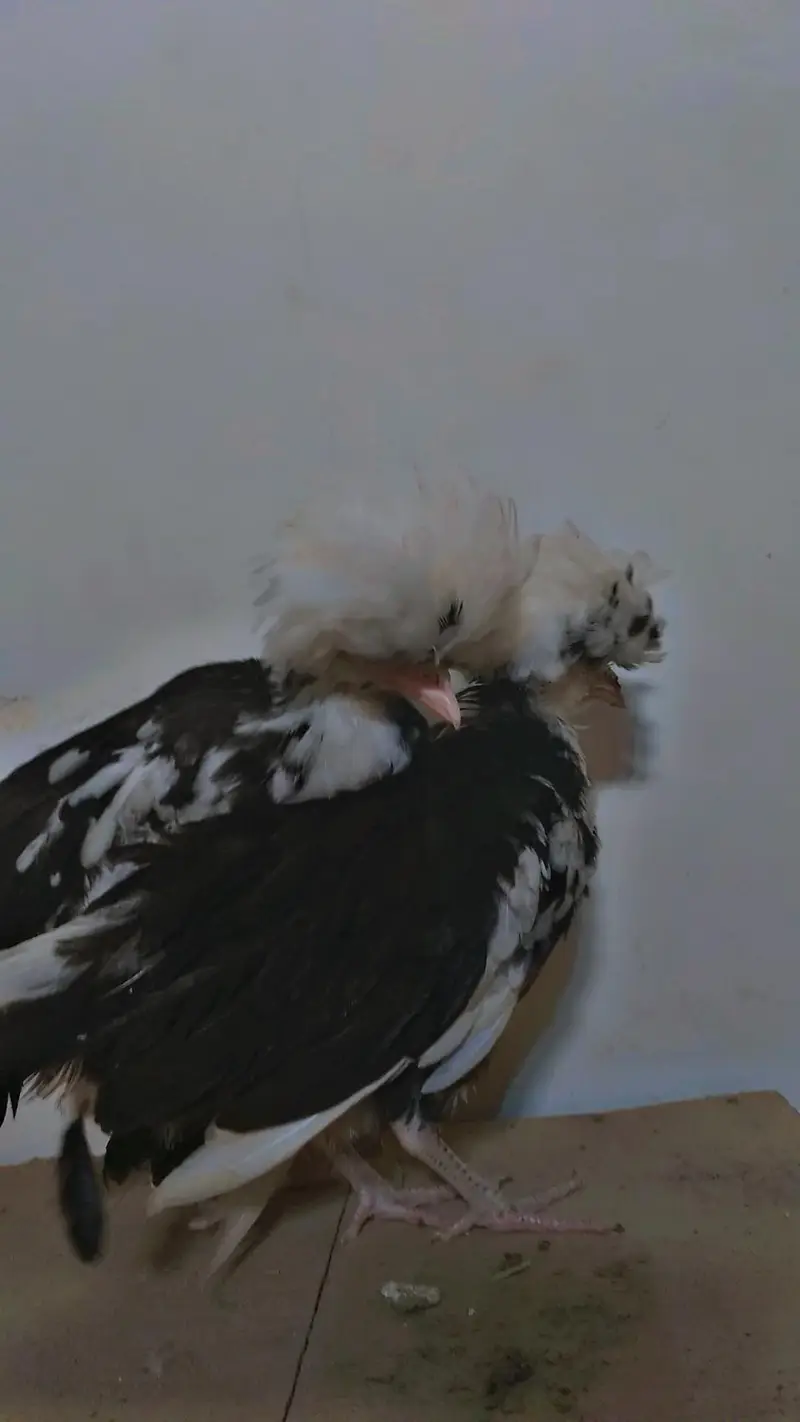 Molted polish age 3 months best quality chicks. — photo 2