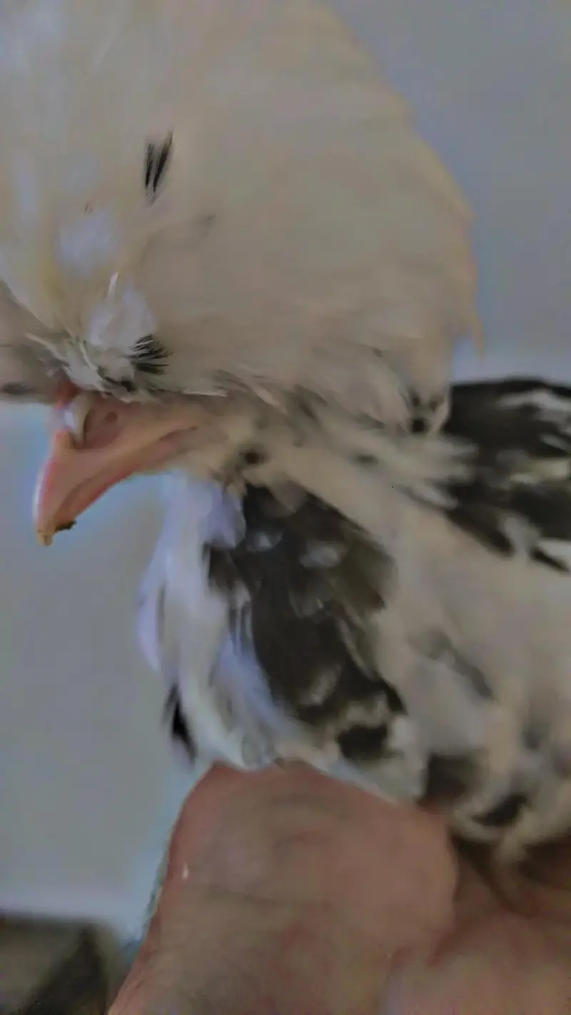 Molted polish age 3 months best quality chicks. — photo 3