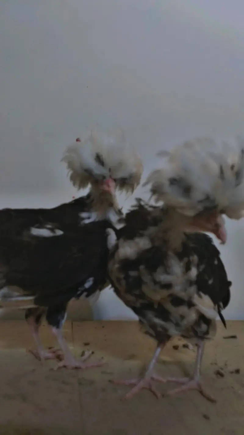 Molted polish age 3 months best quality chicks. — photo 4