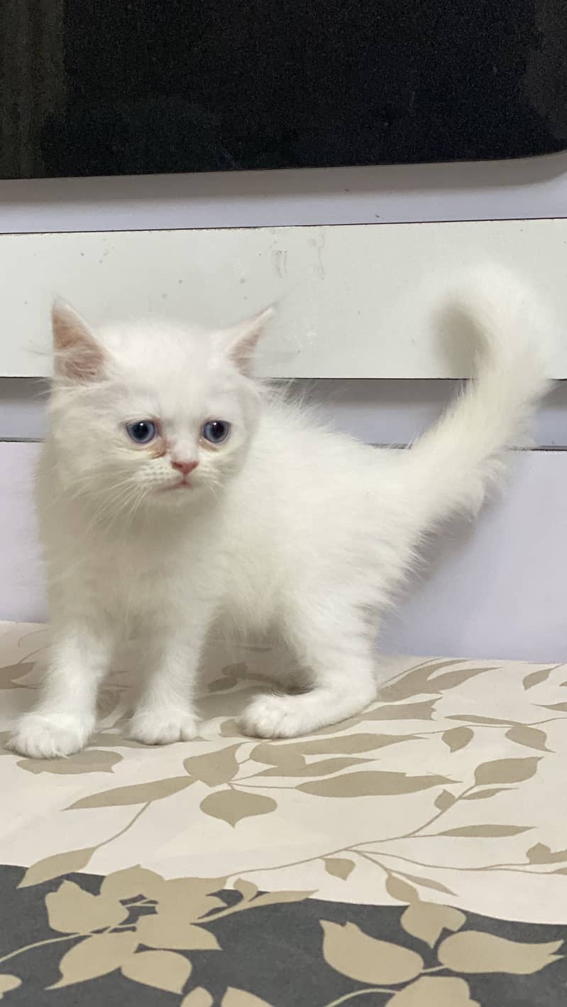 Persian kitten 0