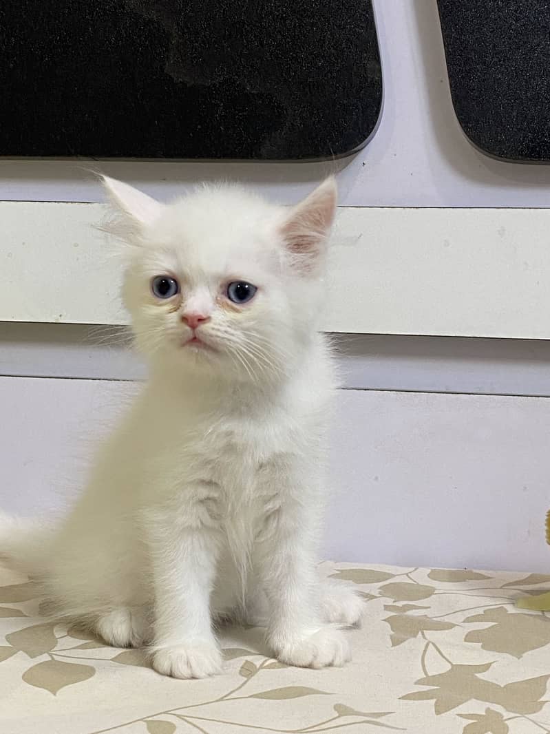 Persian kitten 1