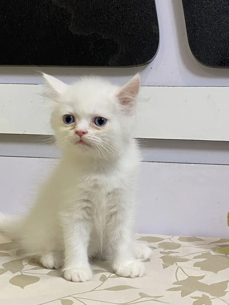 Persian kitten — photo 2