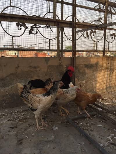 hens and rabbit