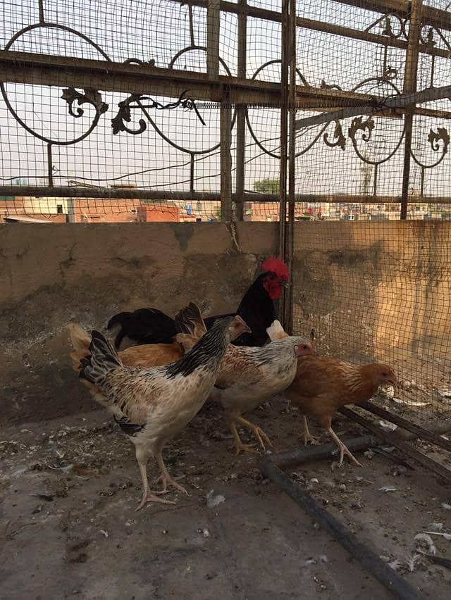hens and rabbit 0