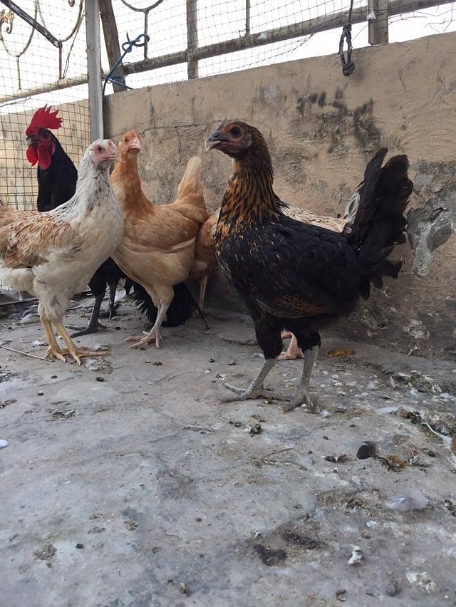 hens and rabbit 1