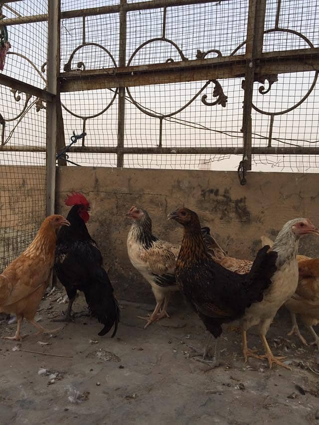 hens and rabbit 2