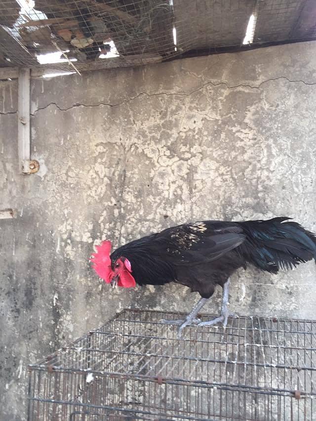 hens and rabbit 4