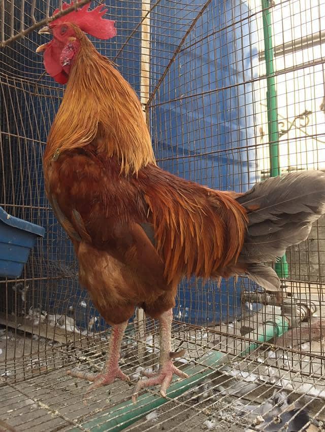 hens and rabbit 5