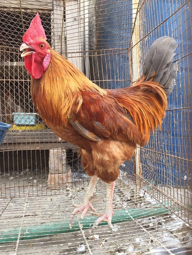 hens and rabbit 6