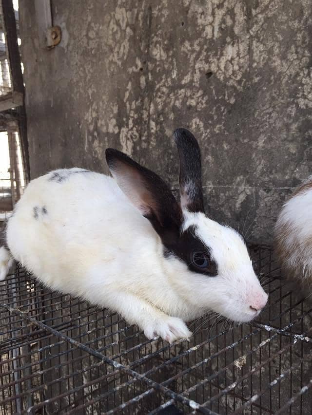 hens and rabbit 7