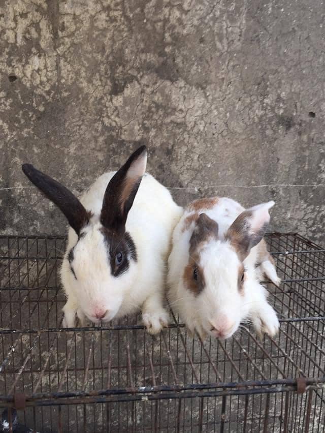 hens and rabbit 8