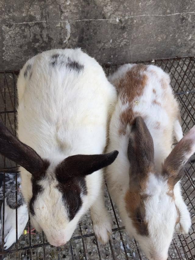hens and rabbit 9