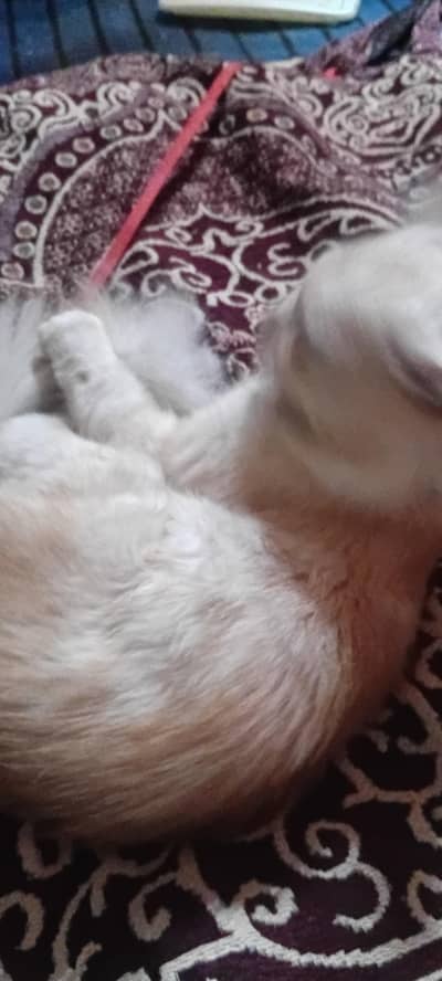 Persian cat white  and brown  colour  brown  eyes 349 1849679