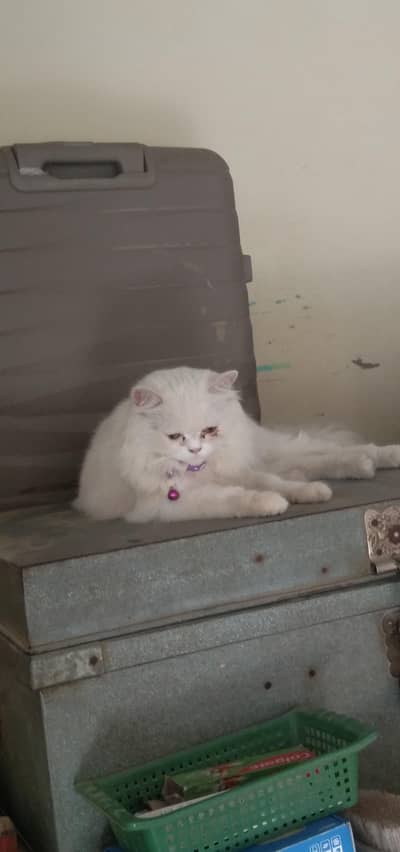 persian female cat