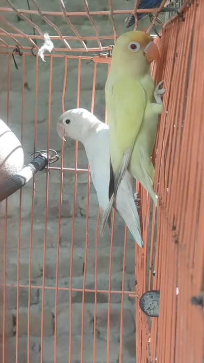 Lovebirds Ka Khoobsurat Jora