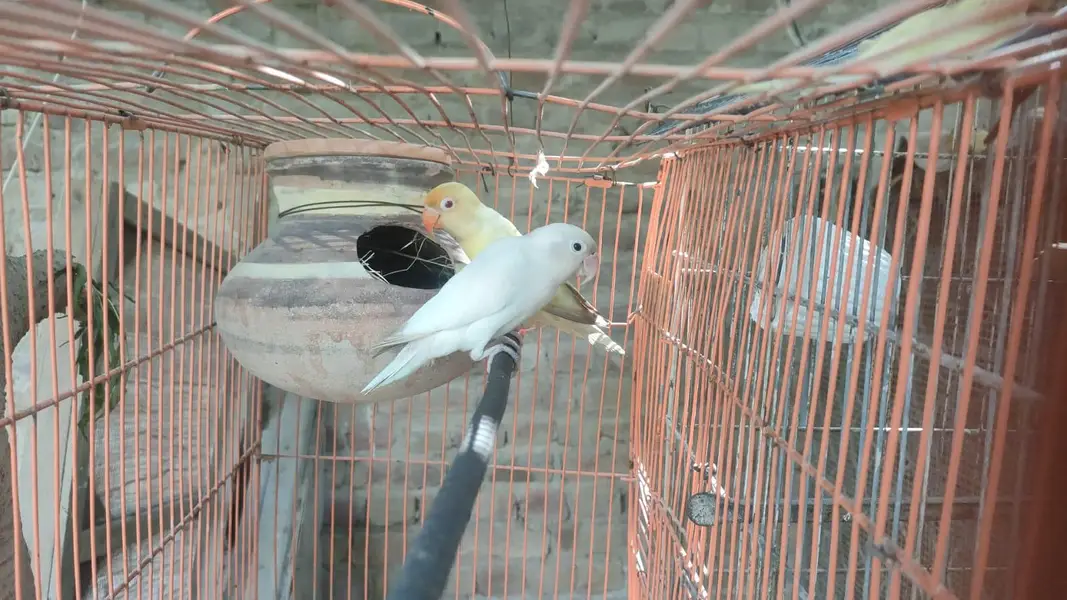 Lovebirds Ka Khoobsurat Jora — photo 2