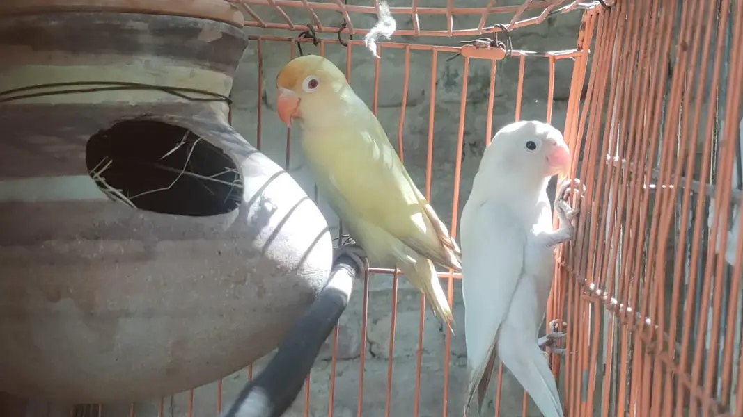 Lovebirds Ka Khoobsurat Jora — photo 3