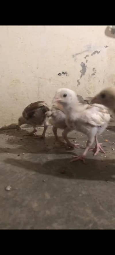 aseel chicks/patha