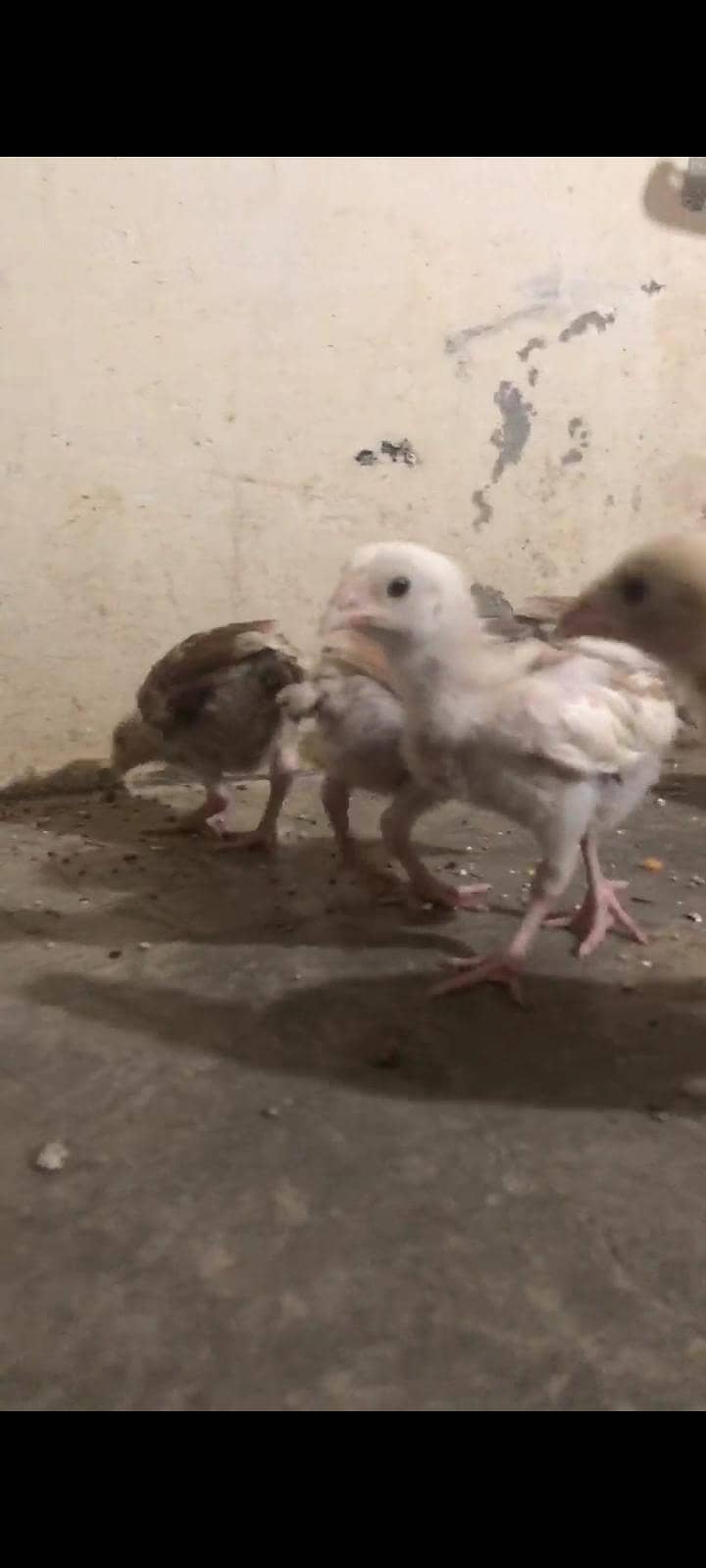 aseel chicks/patha 0