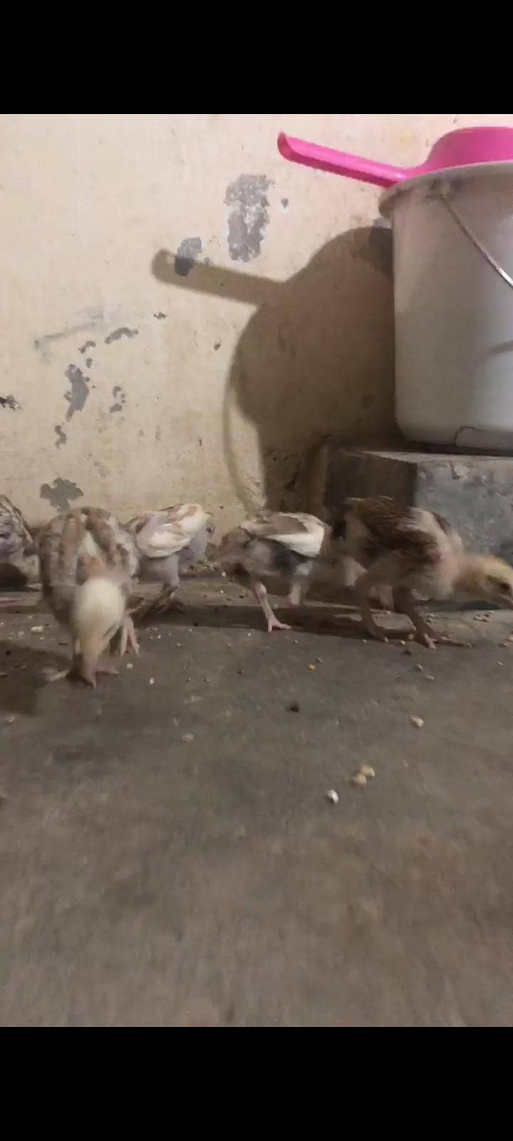 aseel chicks/patha 1
