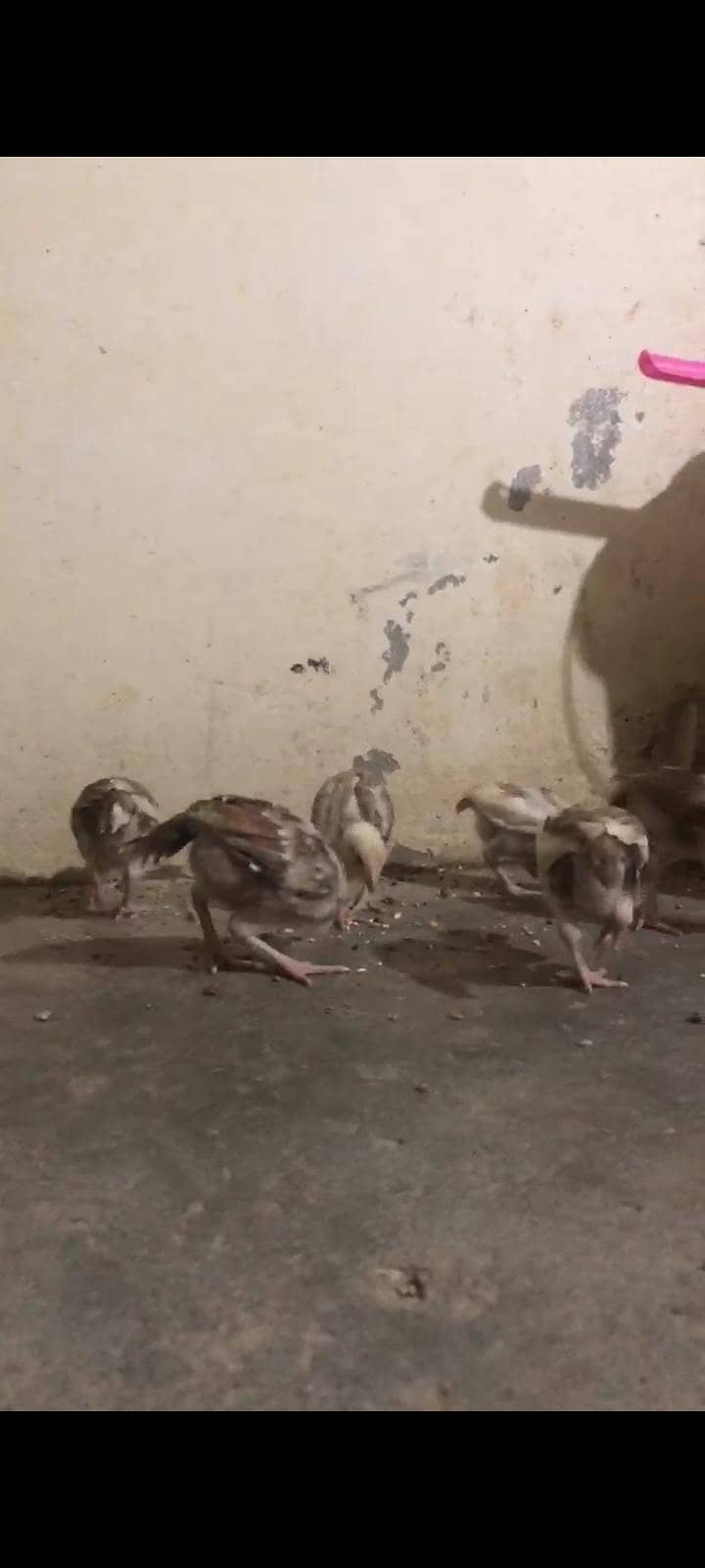 aseel chicks/patha 2