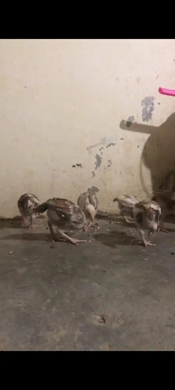 aseel chicks/patha — photo 4