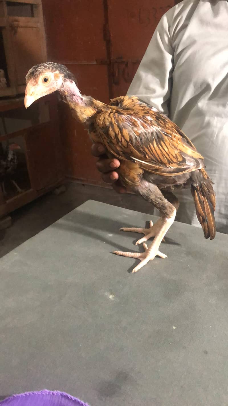aseel chicks/patha 4