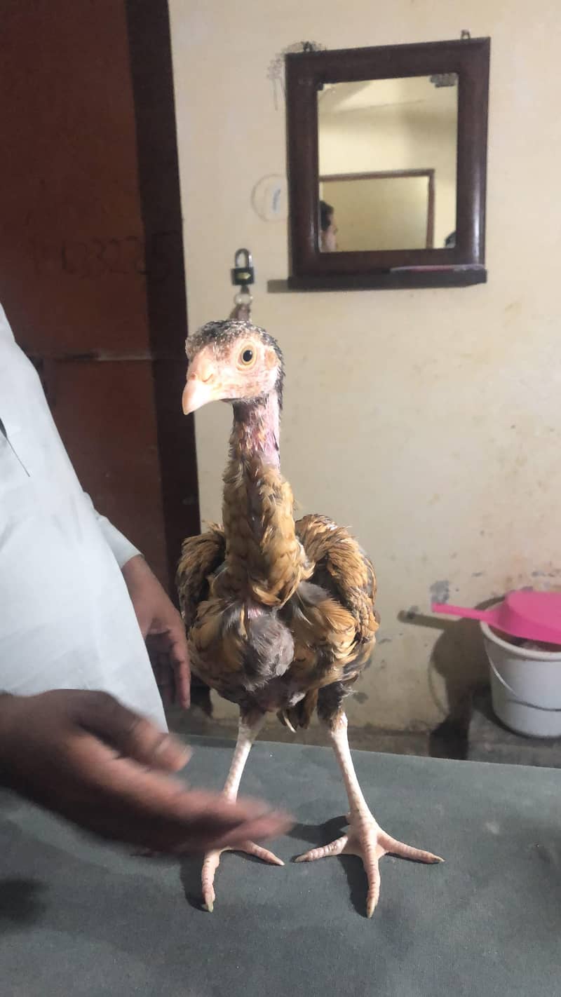 aseel chicks/patha 5