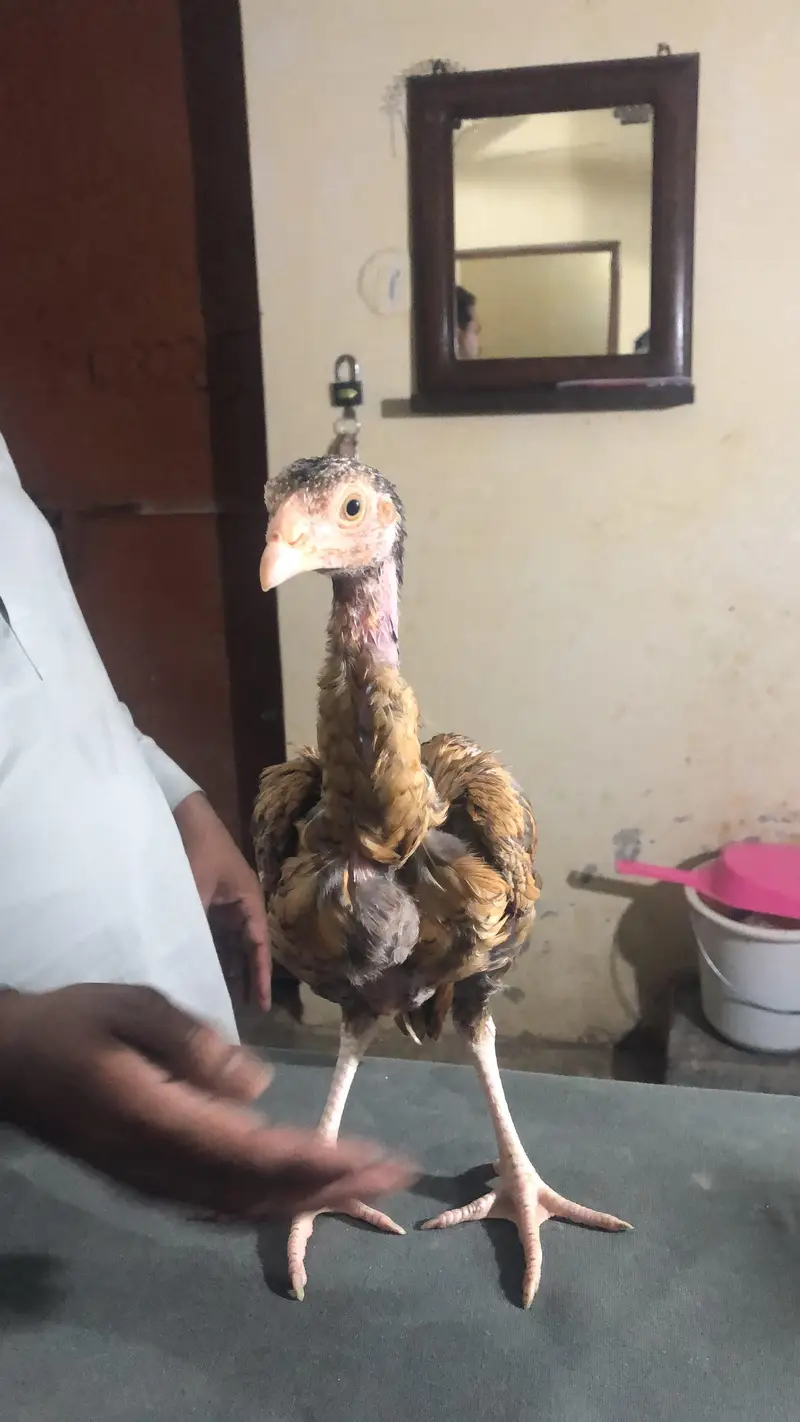 aseel chicks/patha — photo 6