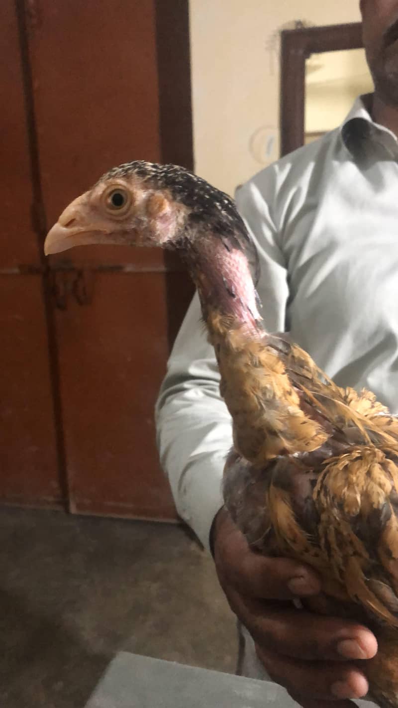 aseel chicks/patha 6