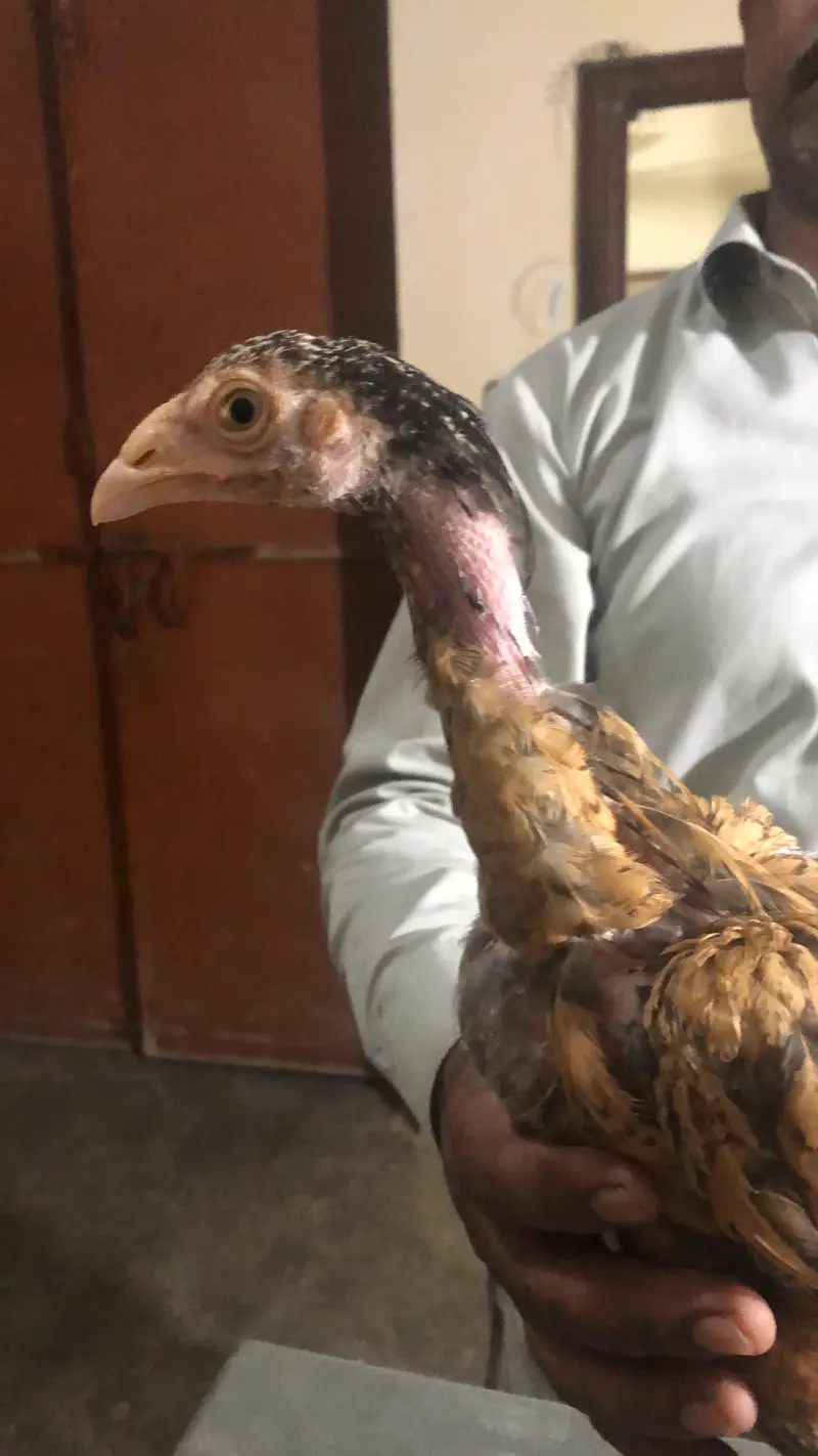 aseel chicks/patha — photo 7