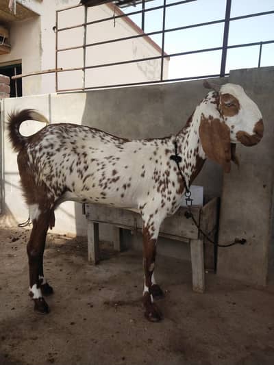 female makhi cheena
