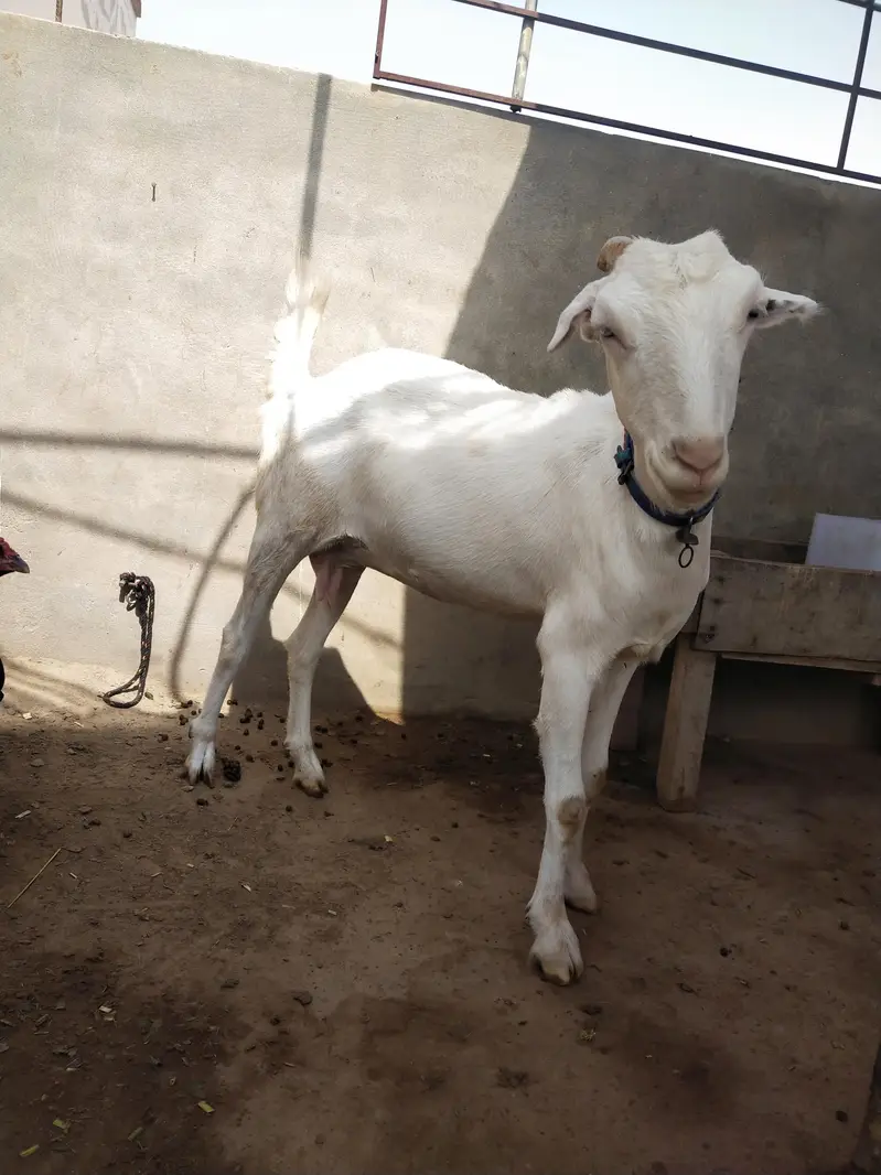 female makhi cheena — photo 2