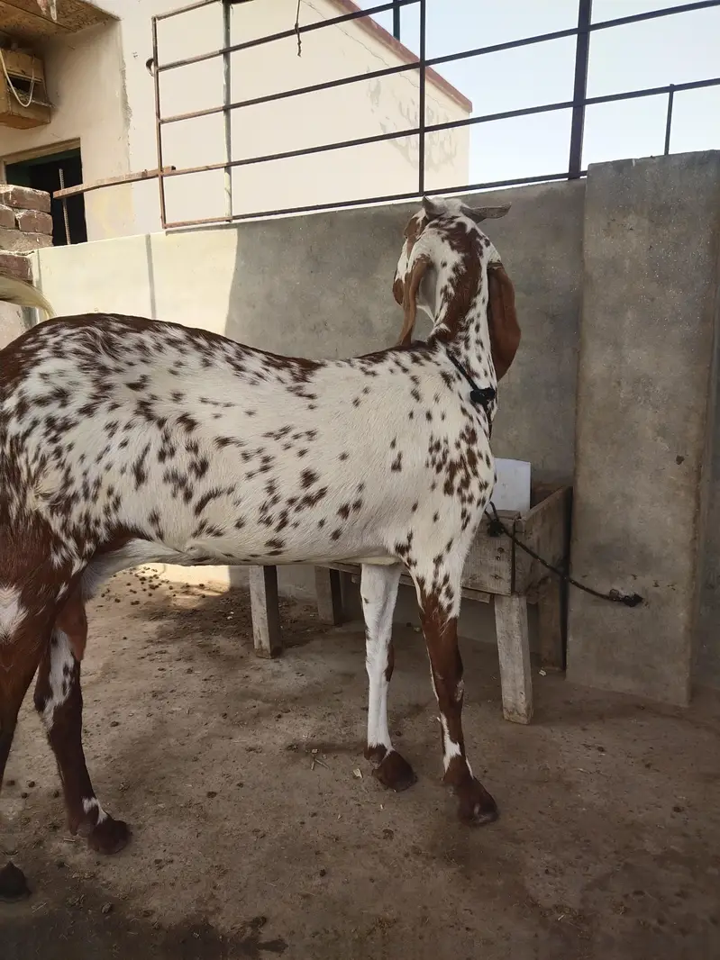 female makhi cheena — photo 3