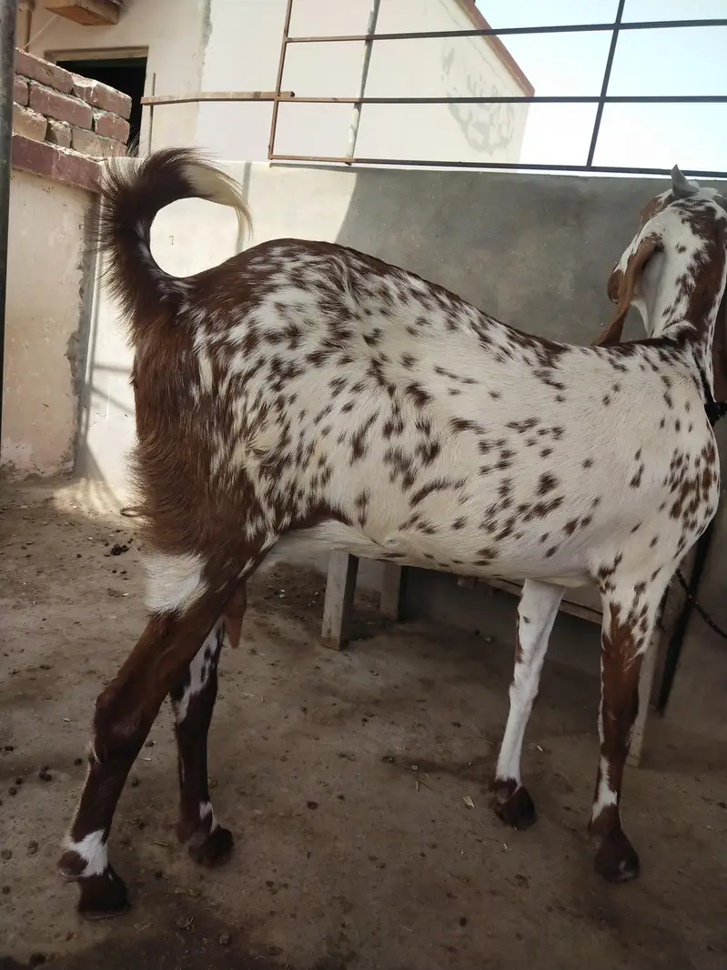 female makhi cheena — photo 4